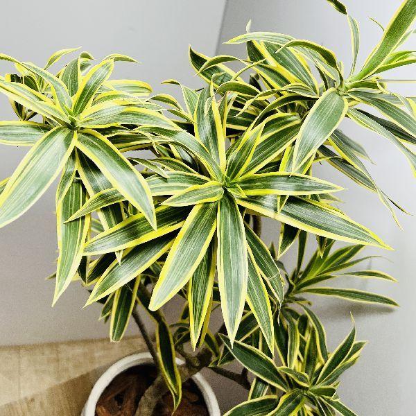 おしゃれ 観葉植物 ドラセナ ソング オブ インディア 鉢植え 現品をお届け F6722v 遊恵盆栽 Yahoo 店 通販 Yahoo ショッピング