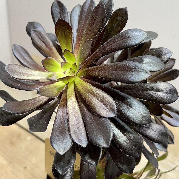 おしゃれ 観葉植物：アエオニウム 黒法師*3.5号プラポット : 遊恵盆栽
