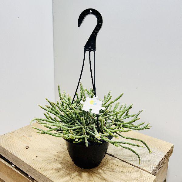 おしゃれ 観葉植物：リプサリス ホリダ*5号 吊り鉢 : 遊恵盆栽 Yahoo