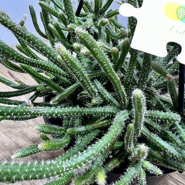 おしゃれ 観葉植物 リプサリス ホリダ 5号 吊り鉢 F6728v 遊恵盆栽 Yahoo 店 通販 Yahoo ショッピング