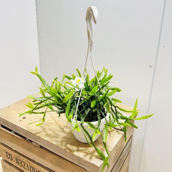 おしゃれ 観葉植物：リプサリス ラウヒオルム*5号 吊り鉢 : 遊恵盆栽