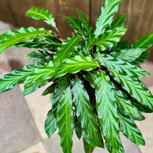 おしゃれ 観葉植物：カラテア ルフィバルバ*5.5号 プラポット : 遊恵