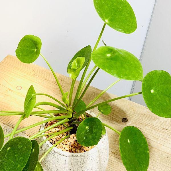 観葉植物：ピレア ペペロミオイデス 鉢植え*受皿付 パンケーキプランツ