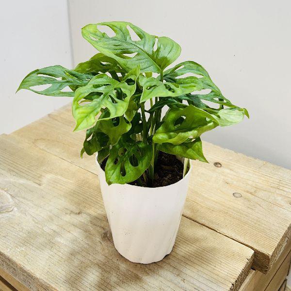 おしゃれ 観葉植物 マドカズラ 3 5号 F6738v 遊恵盆栽 Yahoo 店 通販 Yahoo ショッピング