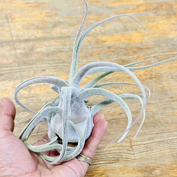 おしゃれ 観葉植物 エアープランツ：チランジア エーレルシアナ