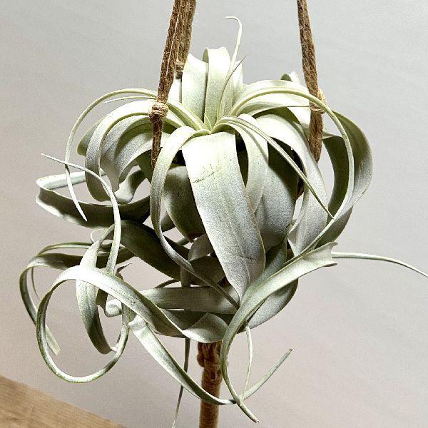 おしゃれ 観葉植物 エアープランツ チランジア キセログラフィカ マクラメハンギング 吊り F6751v 遊恵盆栽 Yahoo 店 通販 Yahoo ショッピング