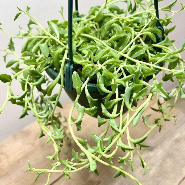 おしゃれ 観葉植物：多肉植物 ドルフィンネックレス*吊り鉢 5号 : 遊恵