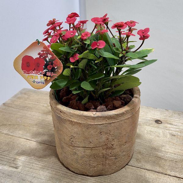 最大 オフ おしゃれ 観葉植物 多肉植物 花キリン ミリー モスポット鉢植え ユーフォルビア ハナキリン 花麒麟 Heartlandgolfpark Com