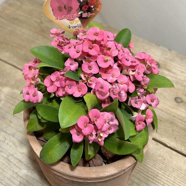 最大 オフ おしゃれ 観葉植物 多肉植物 花キリン ミリー モスポット鉢植え ユーフォルビア ハナキリン 花麒麟 Heartlandgolfpark Com