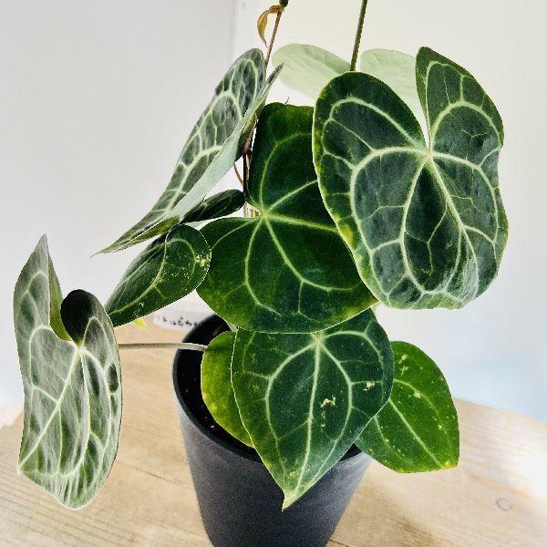 おしゃれ 観葉植物：アンスリウム クラリネルビウム