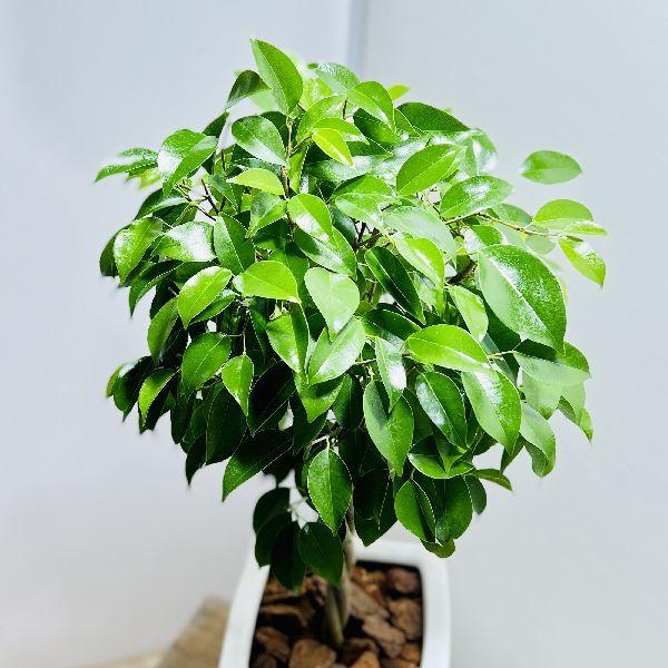 注文後の変更キャンセル返品 おしゃれ 観葉植物 ねじり フィカス ベンジャミン 陶器鉢植え 受皿付 バークチップ Wantannas Go Id