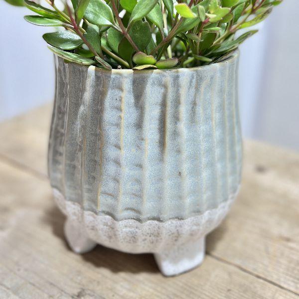 おしゃれ 観葉植物：カランコエ エンゼルランプ 足付鉢植え*今期開花
