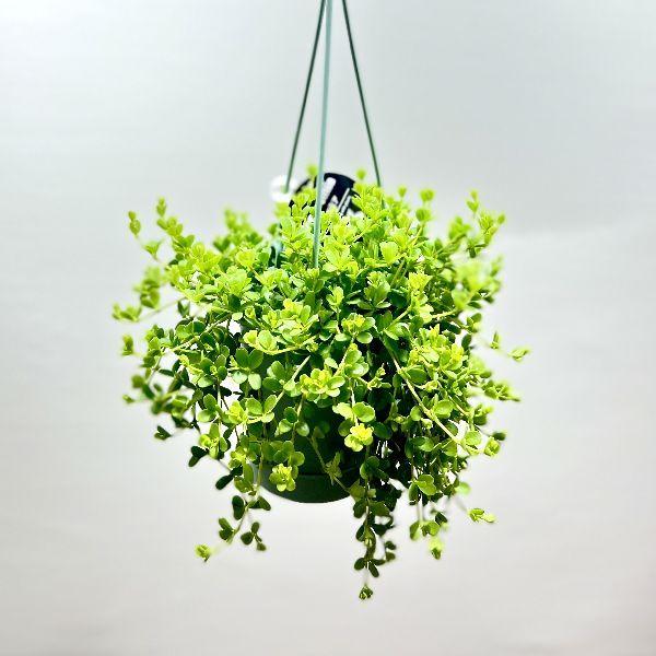 おしゃれ 観葉植物 ペペロミア デピーナ 3 5号 吊り鉢 業界no 1