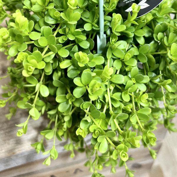 おしゃれ 観葉植物 ペペロミア デピーナ 3 5号 吊り鉢 F6772v 遊恵盆栽 Yahoo 店 通販 Yahoo ショッピング
