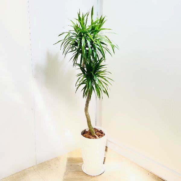 おしゃれ 観葉植物 ドラセナ ナビー 細長鉢 受皿付 バーク 現品 大型佐川便配送 F6786v 遊恵盆栽 Yahoo 店 通販 Yahoo ショッピング