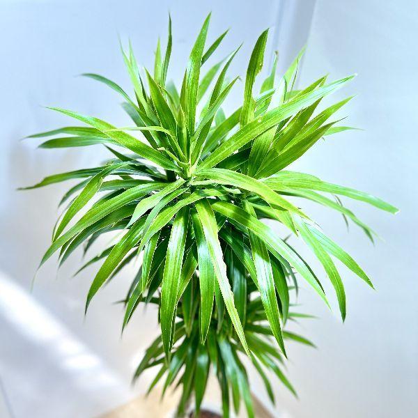 おしゃれ 観葉植物：ドラセナ ナビー*細長鉢 受皿付 バーク 現品 大型