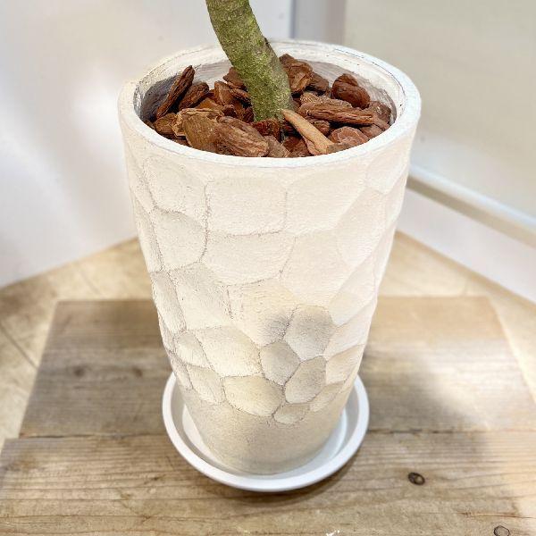 ドラセナ ナビー ファイバー鉢 お皿付き Amazon｜おしゃれ 観葉植物：ドラセナ ナビー 鉢植え* 受皿付 バーク