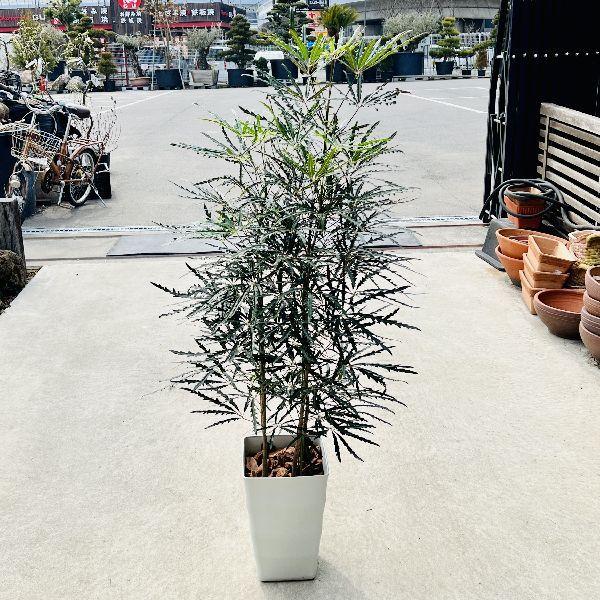 おしゃれ 観葉植物：アラレア*プラポット 大型佐川便配送 現品 : 遊恵