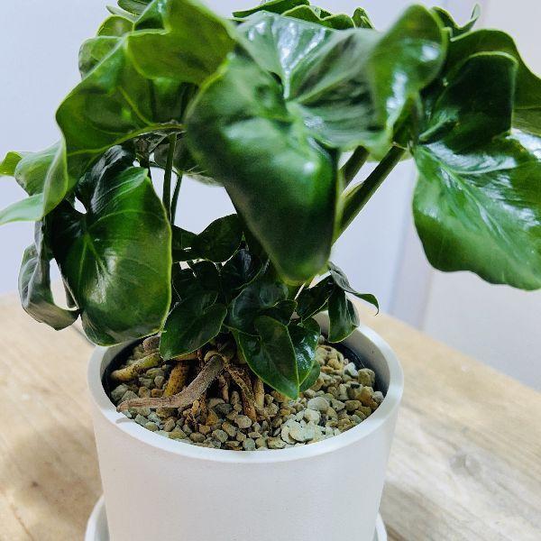 おしゃれ 観葉植物：フィロデンドロン セローム スーパーアトム*3.5号