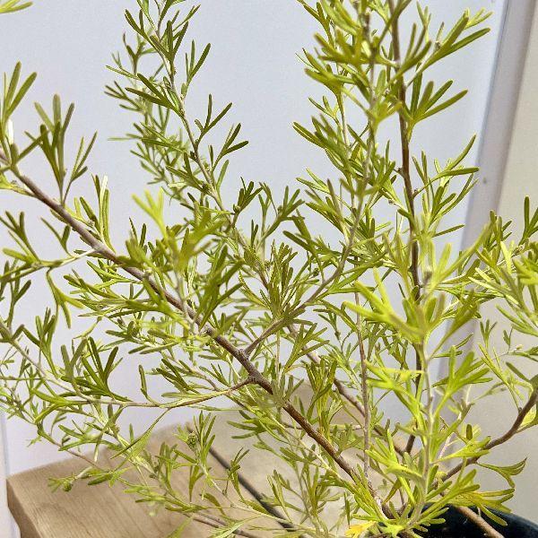 花苗 観葉植物：グレビレア レモンサプリーム*5号 : 遊恵盆栽 Yahoo!店