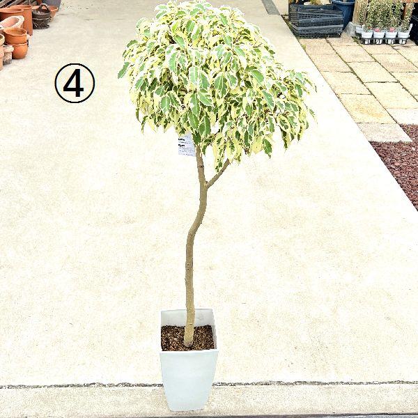 アウトレット 送料無料 おしゃれ 観葉植物 ベンジャミン スターライト プラポット 大型ヤマト便