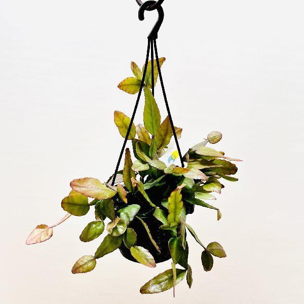 1410円 高額売筋 おしゃれ 観葉植物 リプサリス エリプティカ 4号 吊り鉢