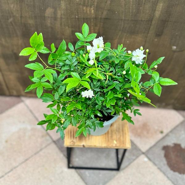 観葉植物 鉢花 花色選べます：モッコウバラ*木香バラ 黄花 白花 5号 