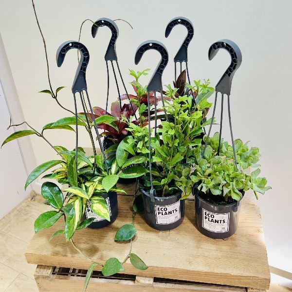 990円 最新最全の おしゃれ 観葉植物 吊り鉢プランツ アソート B 3 5号