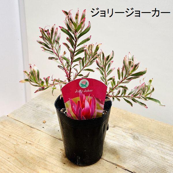 鉢花 観葉植物：リューカデンドロン*各種選べます 4.5号 リュウカ