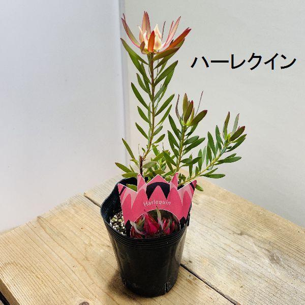 鉢花 観葉植物：リューカデンドロン*各種選べます 4.5号 リュウカ