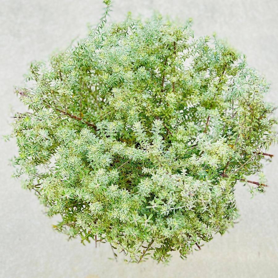 苗 観葉植物：ウエストリンギア フルティコサ 斑入り *8号 : 遊恵盆栽