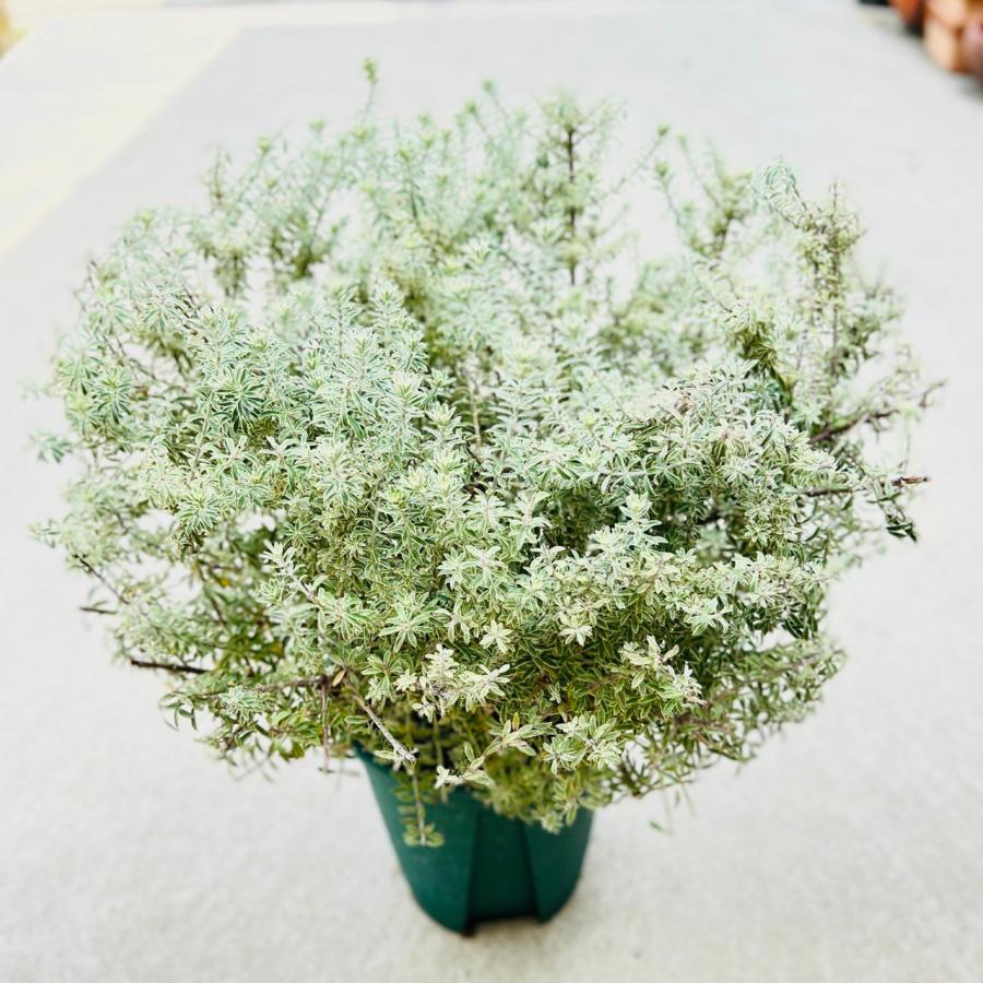 苗 観葉植物：ウエストリンギア フルティコサ 斑入り *8号 : 遊恵盆栽