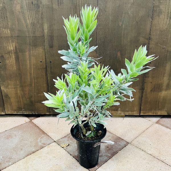 観葉植物：リューカデンドロン シルバーアフリカーナ*5号 プラポット