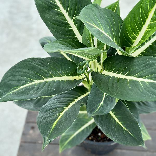 おしゃれ 観葉植物：ディフェンバキア グリーンマジック*7号