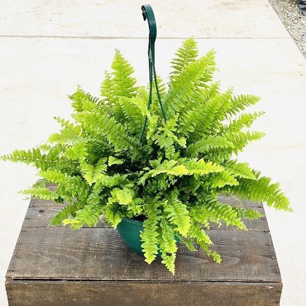 おしゃれ 観葉植物：ネフロレピス ボストンブルーベル*吊り鉢 7号