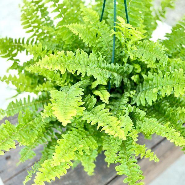 【現品】ネフロレピス・ブロンド　7号　吊り下げ（1） おしゃれ 観葉植物：ネフロレピス ボストンブルーベル*吊り鉢 7号