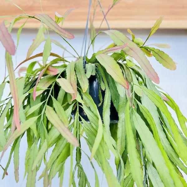 おしゃれ 観葉植物：リプサリス ラムローサ*7号 吊り鉢 : 遊恵