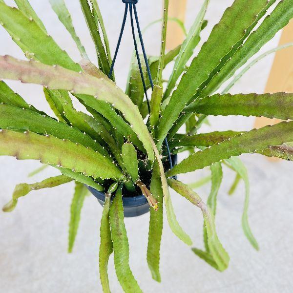 おしゃれ 観葉植物：エピフィラム レッドチップ*5号 吊り鉢 : 遊恵盆栽