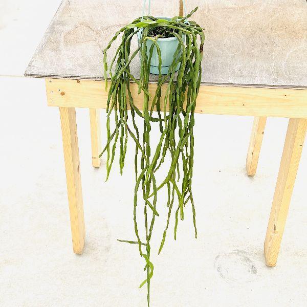 おしゃれ 観葉植物：リプサリス パラドクサ*5号 吊り鉢 : 遊恵盆栽