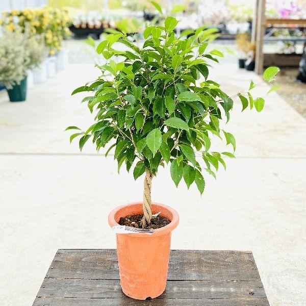 おしゃれ 観葉植物 選べる：ねじり フィカス ベンジャミン*プラポット