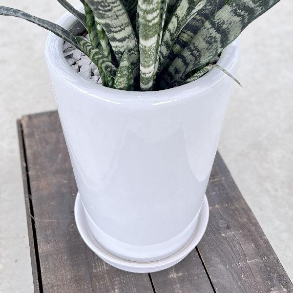 おしゃれ 観葉植物：サンスベリア ゼラニカ 鉢植え 受皿付