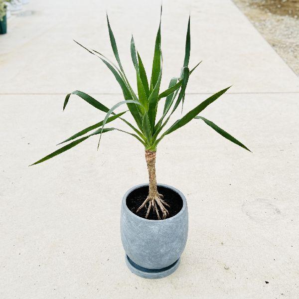 おしゃれ 観葉植物：ドラセナ ドラコ*鉢植え 受皿付 現品をお届け
