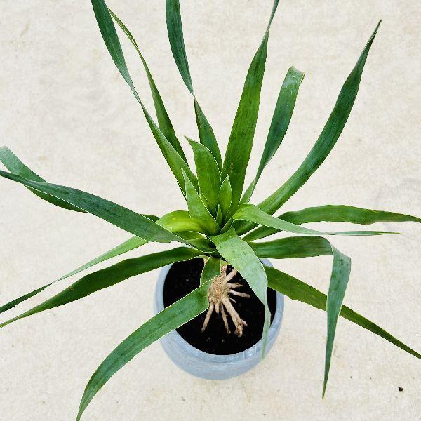 おしゃれ 観葉植物：ドラセナ ドラコ*鉢植え 受皿付 現品をお届け