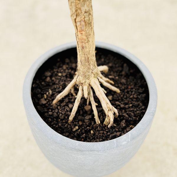 おしゃれ 観葉植物：ドラセナ ドラコ*鉢植え 受皿付 現品をお届け