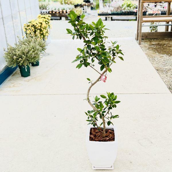 大阪販売店 おしゃれ 観葉植物 フランスゴムの木 鉢植え 受皿付 バークチップ 大型佐川便配送 オンラインストア日本 Ssl Daikyogo Or Jp