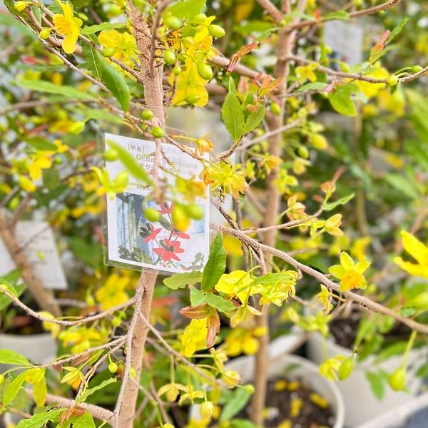 観葉植物 鉢花：ミッキーマウスの木 オクナセルラータ*オクナセルラタ