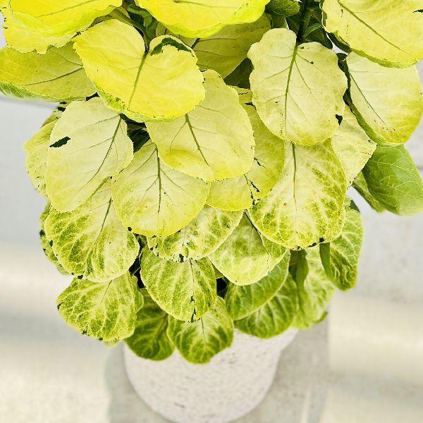 おしゃれ 観葉植物 2箱でお届け：ポリシャス スーパームーン*白鉢