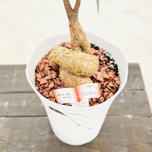 おしゃれ 観葉植物：ボトルツリー*ブラキキトン プラポット 7号 : 遊恵