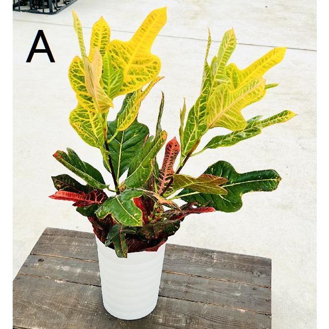 おしゃれ 観葉植物 選べる クロトン プラポット 5号 F6862v 遊恵盆栽 Yahoo 店 通販 Yahoo ショッピング