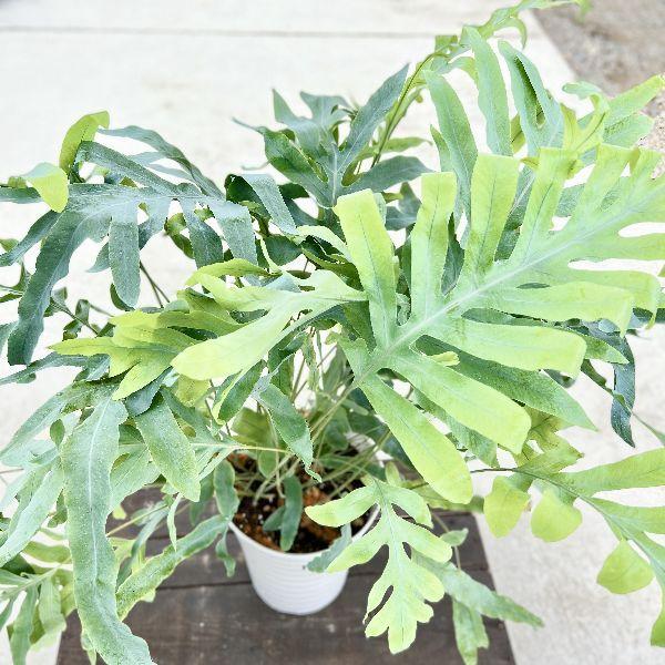 おしゃれ 観葉植物：フレボディウム オーレウム ブルースター*7号